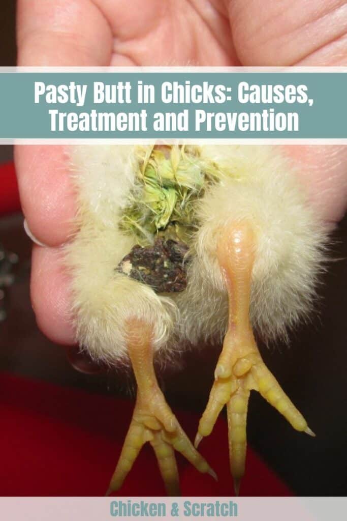 Pasty Butt in Chicks Causes, Treatment and Prevention