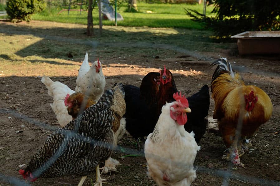 Prevent Worms in Chickens