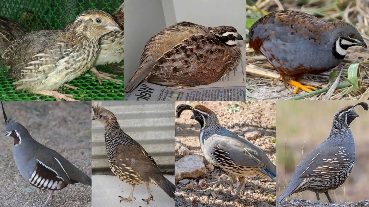 Quail Birds