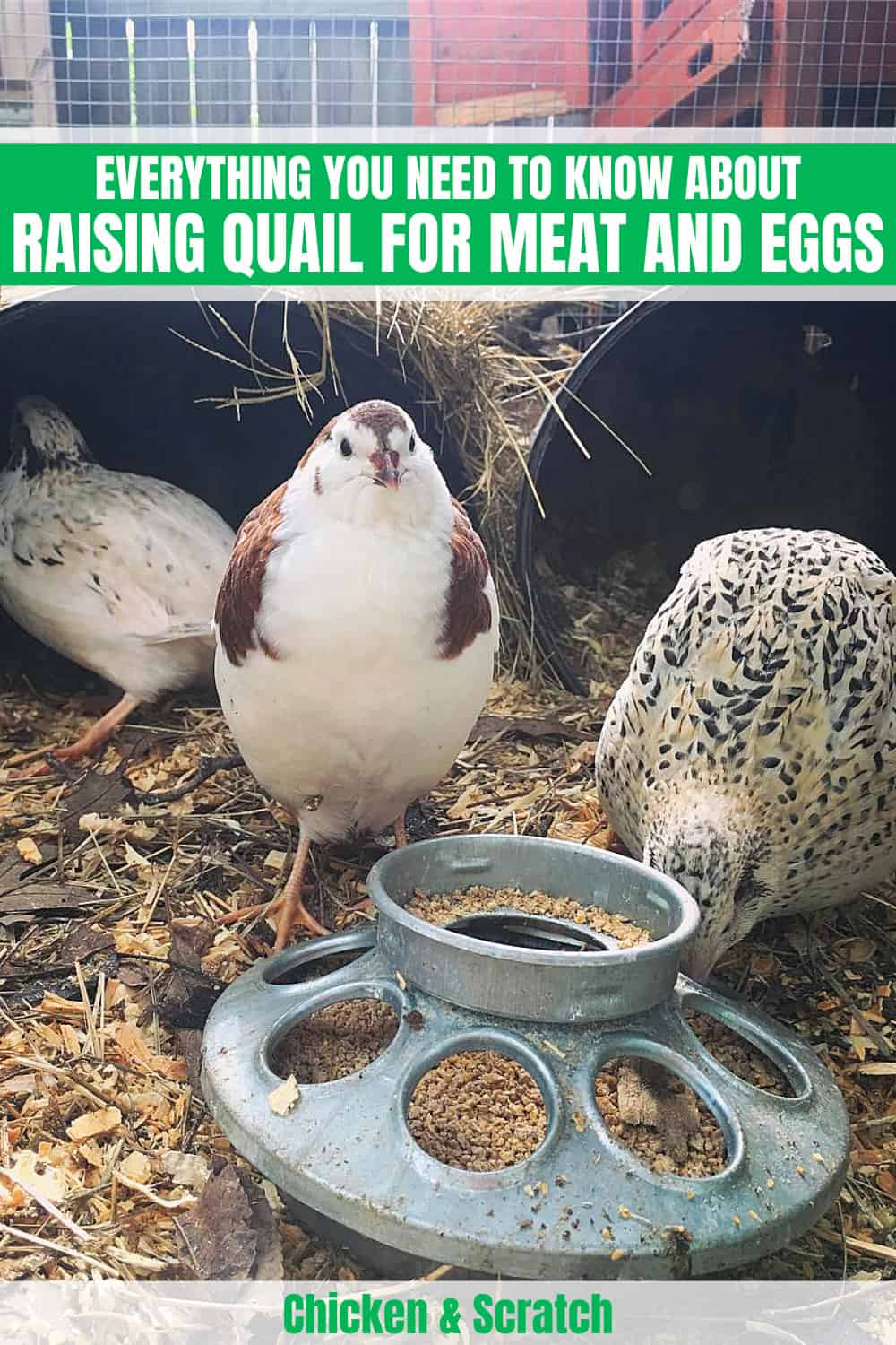 Raising Quail for Meat