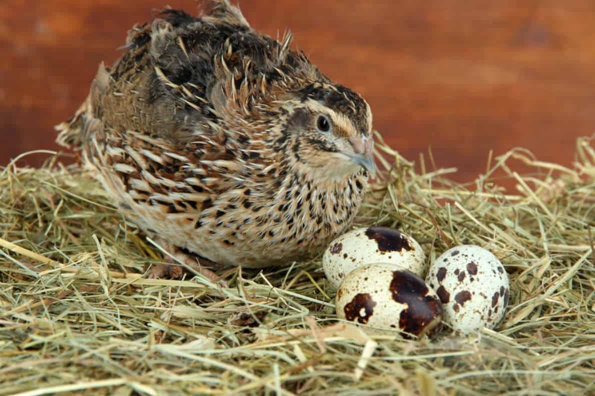 Raising Quail for egg