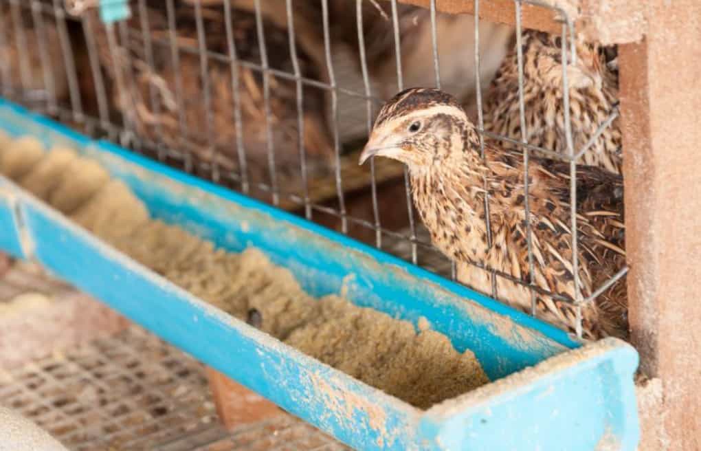 Start Raising Quails