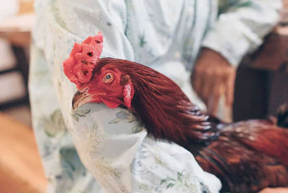 Treatment of Aggressive Roosters