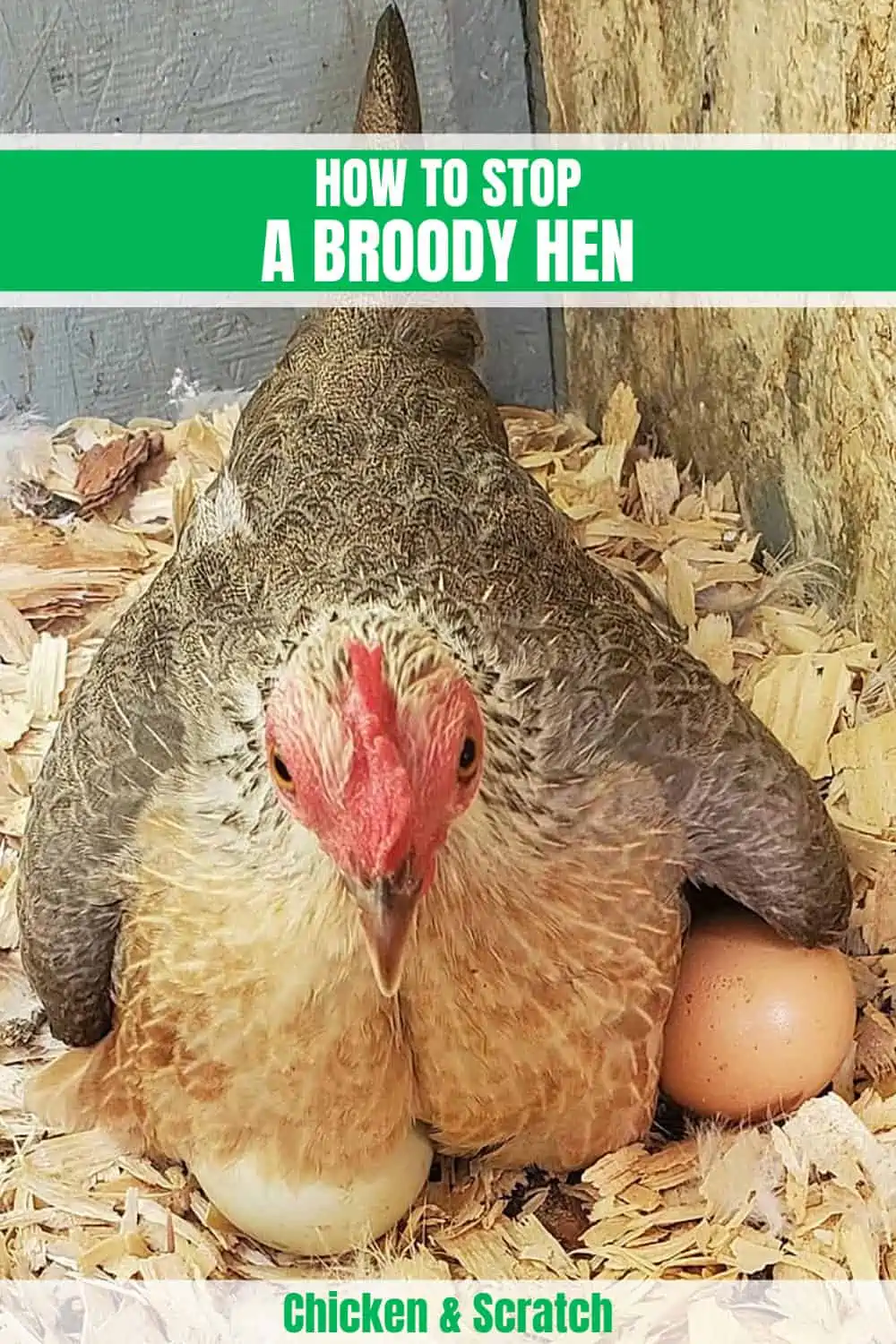 What's a Broody Hen