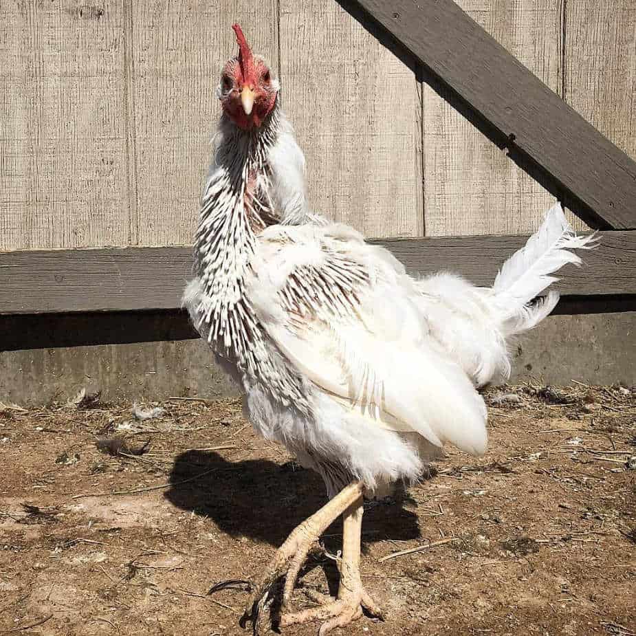 When do Chickens Molt