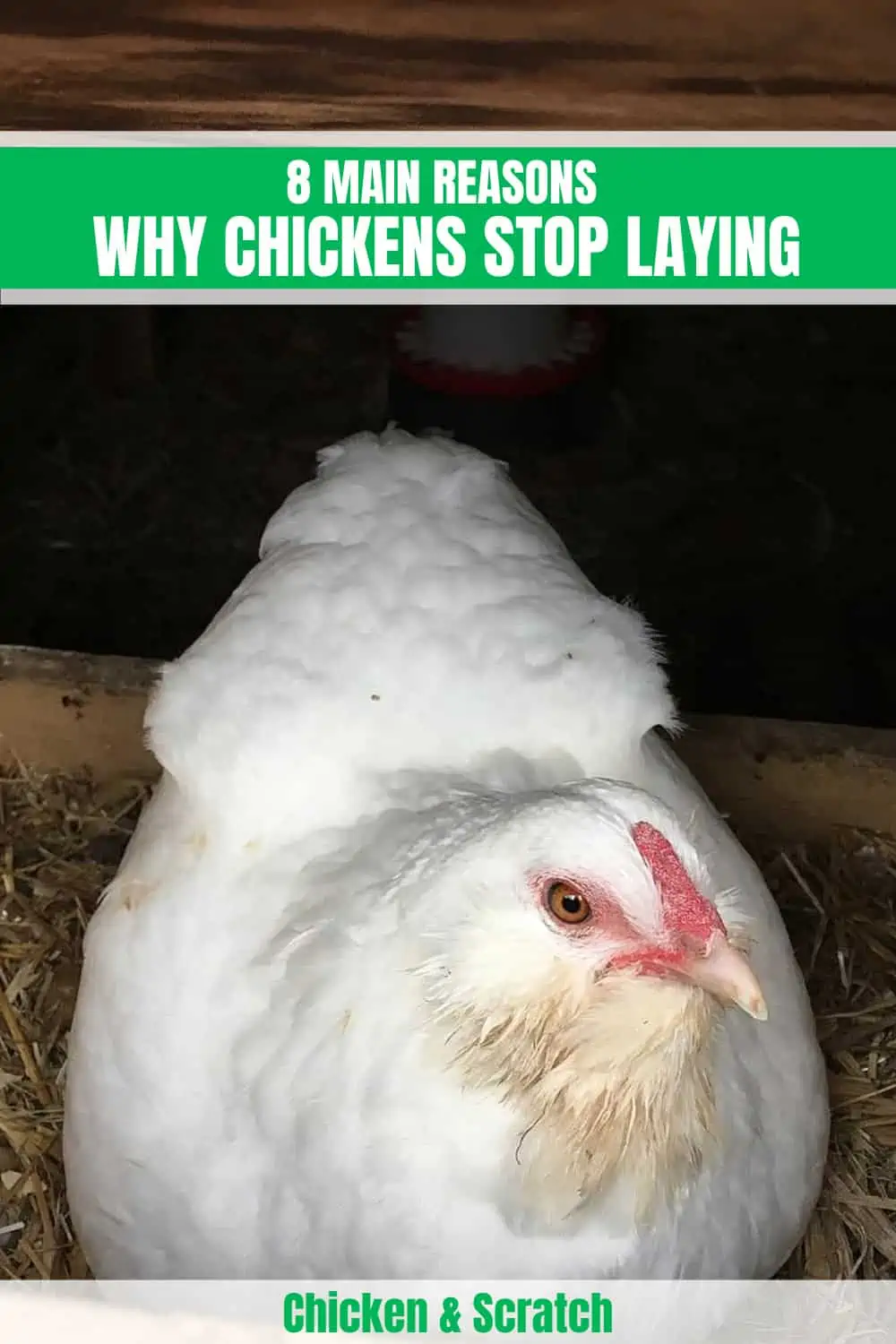 Why Chickens Stop Laying Egg