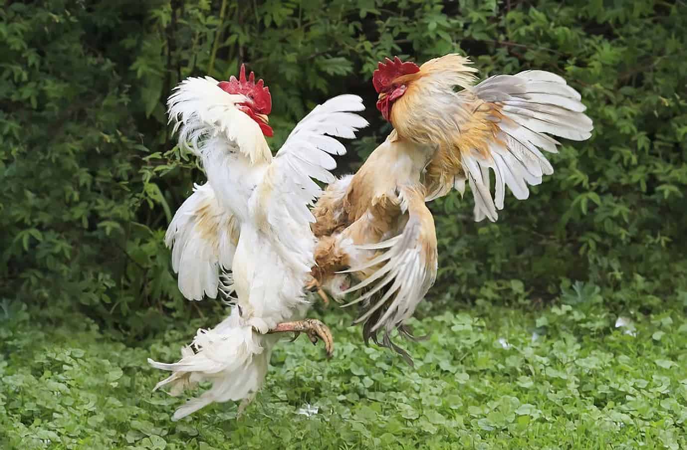 aggressive-rooster