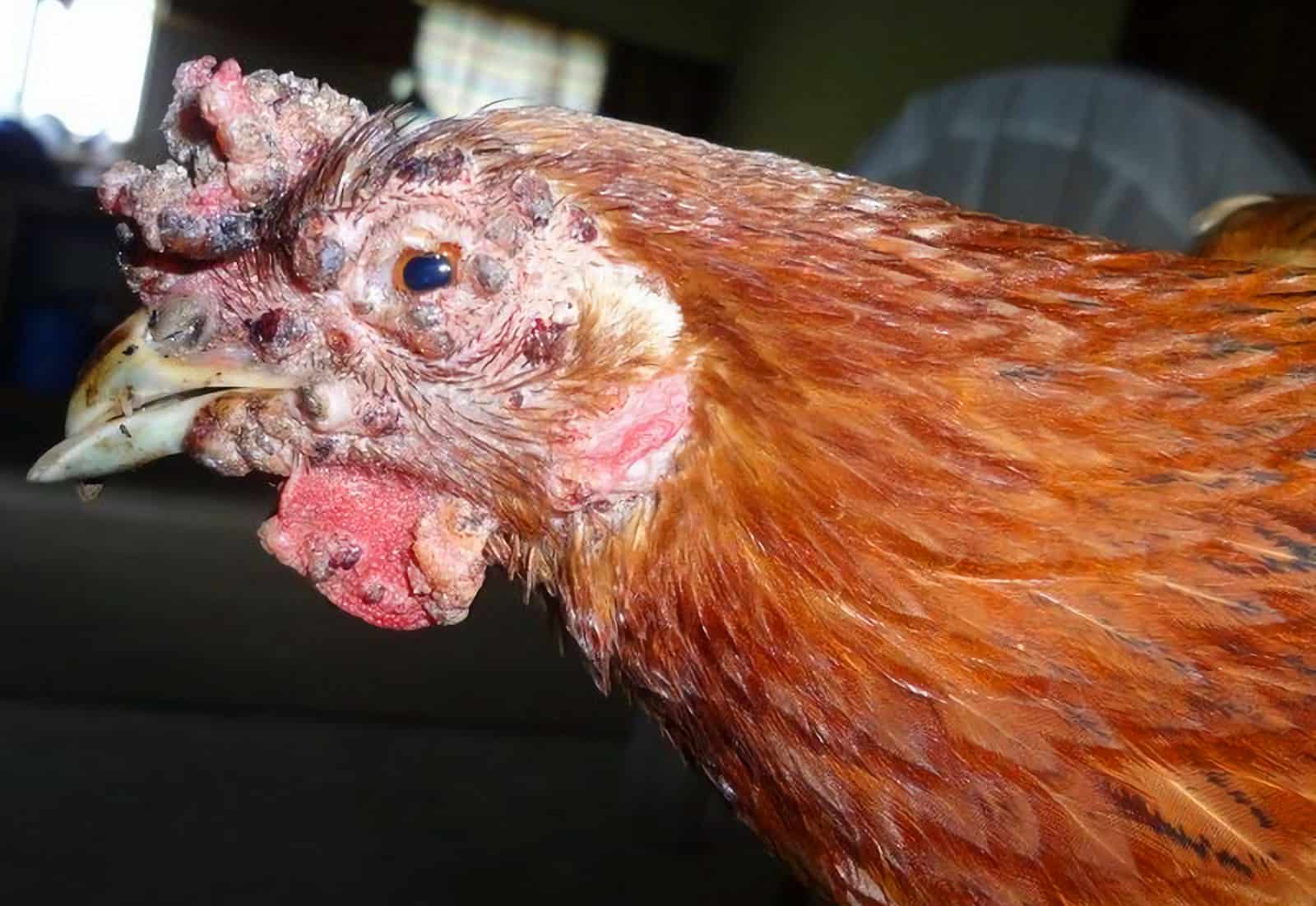 avian pox in chickens