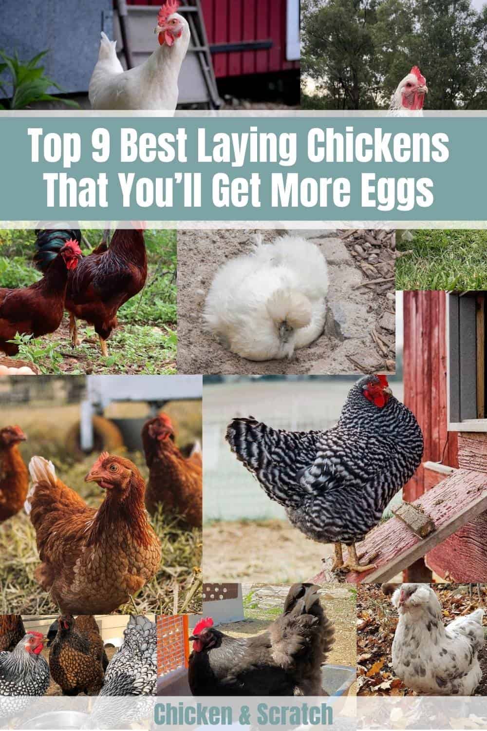 best chicken breeds for eggs