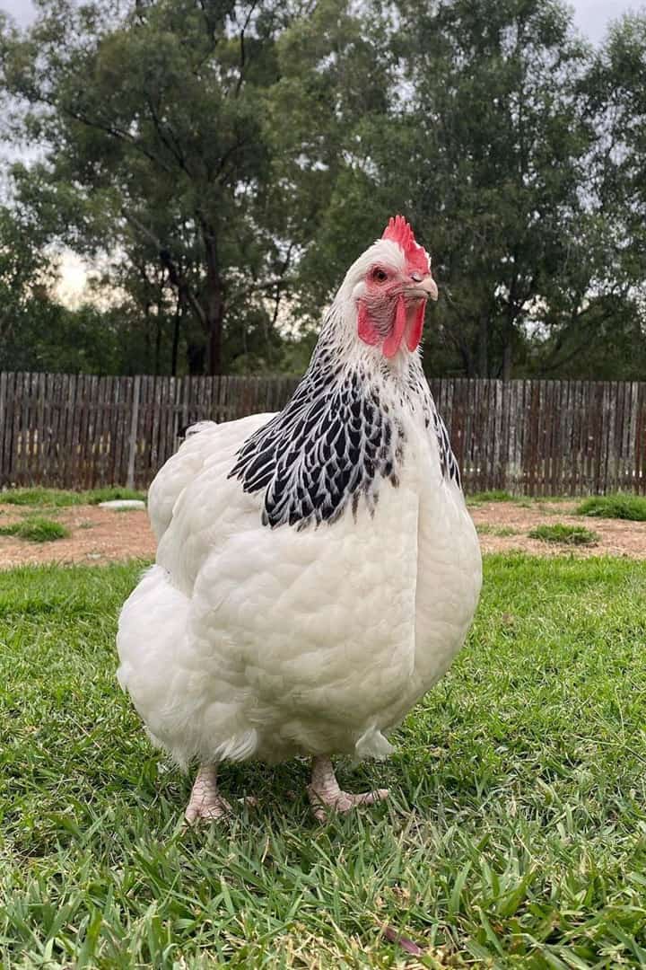 best chickens for eggs