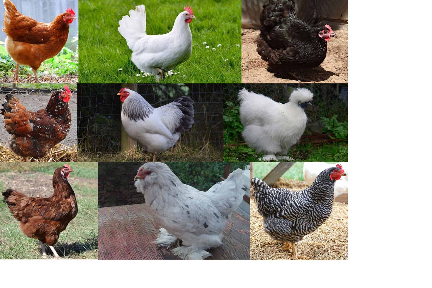 Best Laying Hen Breed Chart