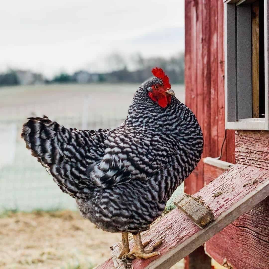 best laying hens