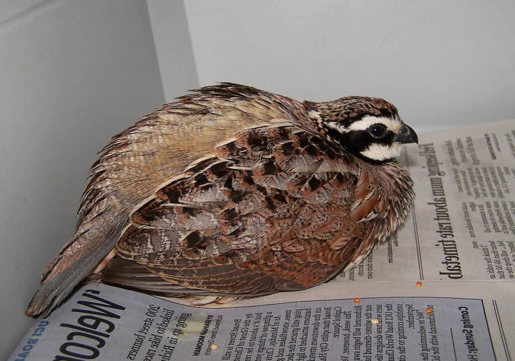 7 Best Quail Breeds to Raise For Eggs, Meat or Hunting