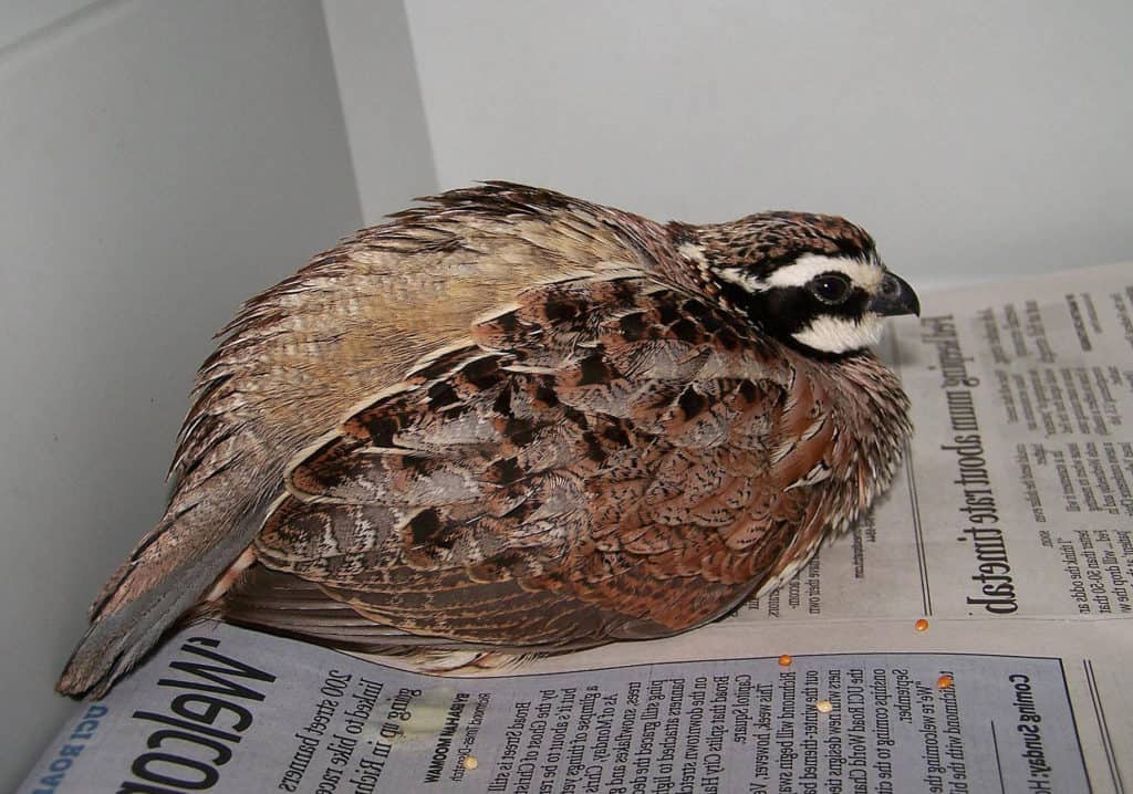 largest meat quail