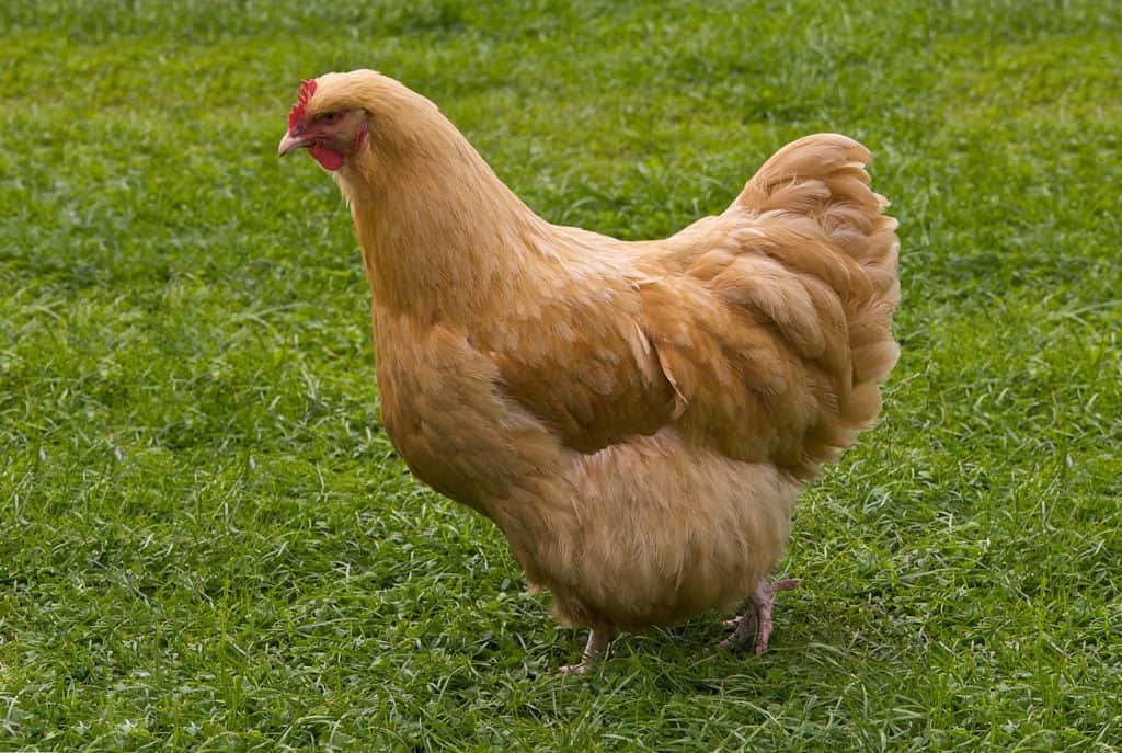 big chicken breed