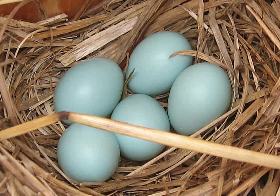 blue egg layers