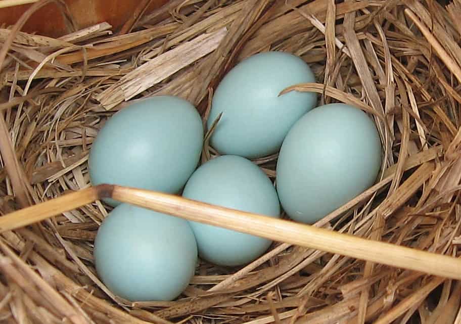 Top 4 Chicken Breeds to Raise for Blue Eggs (with Pictures)