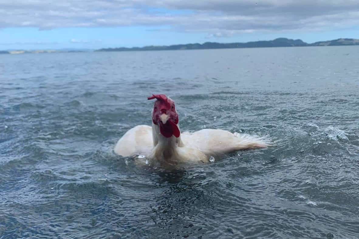 can a chicken swim
