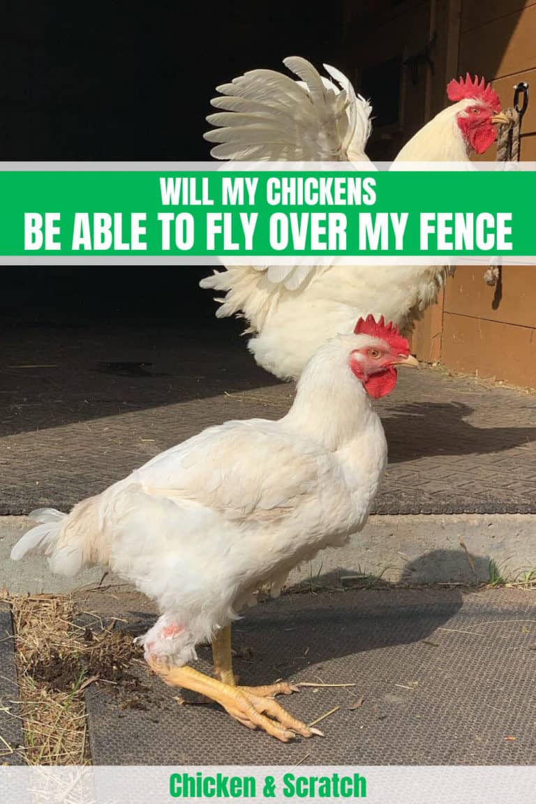 Can Chickens Fly? Discover the Surprising Truth