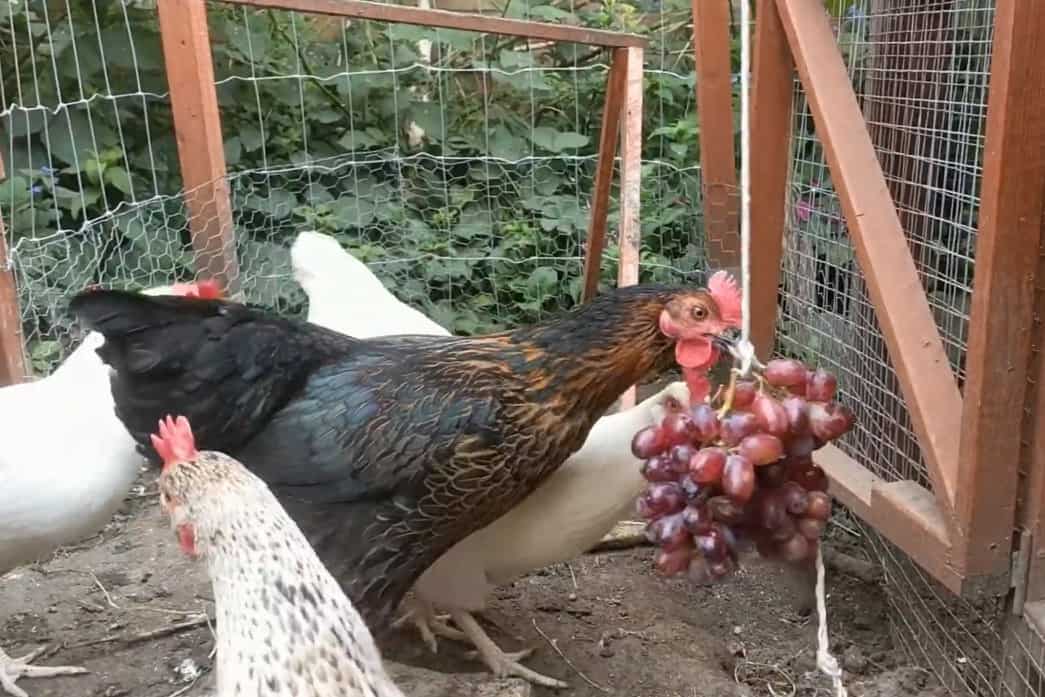 can chickens have grapes