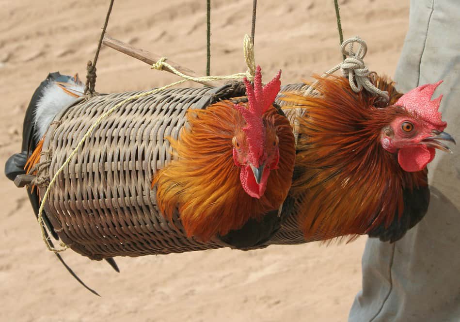 catturare il pollo