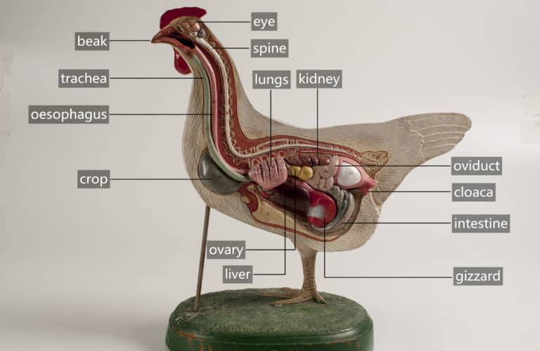 chicken-anatomy-101-a-beginner-s-guide-to-understanding-your-flock
