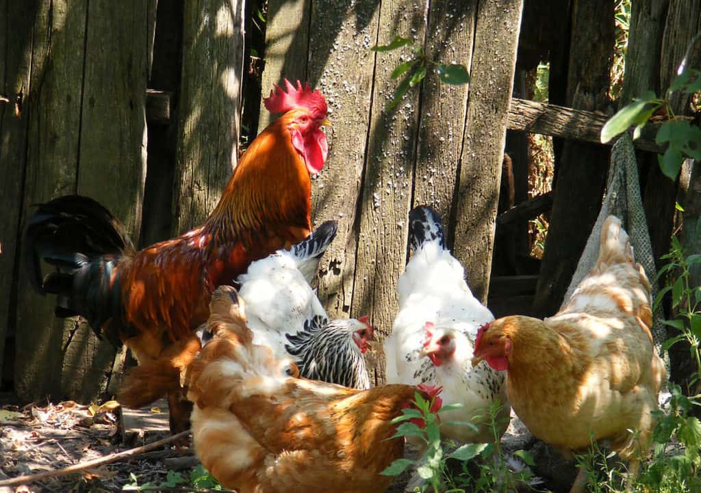 chicken and rooster mating