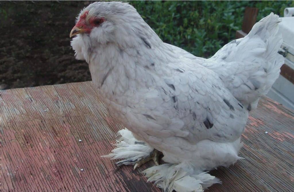 chicken breeds that lay blue eggs