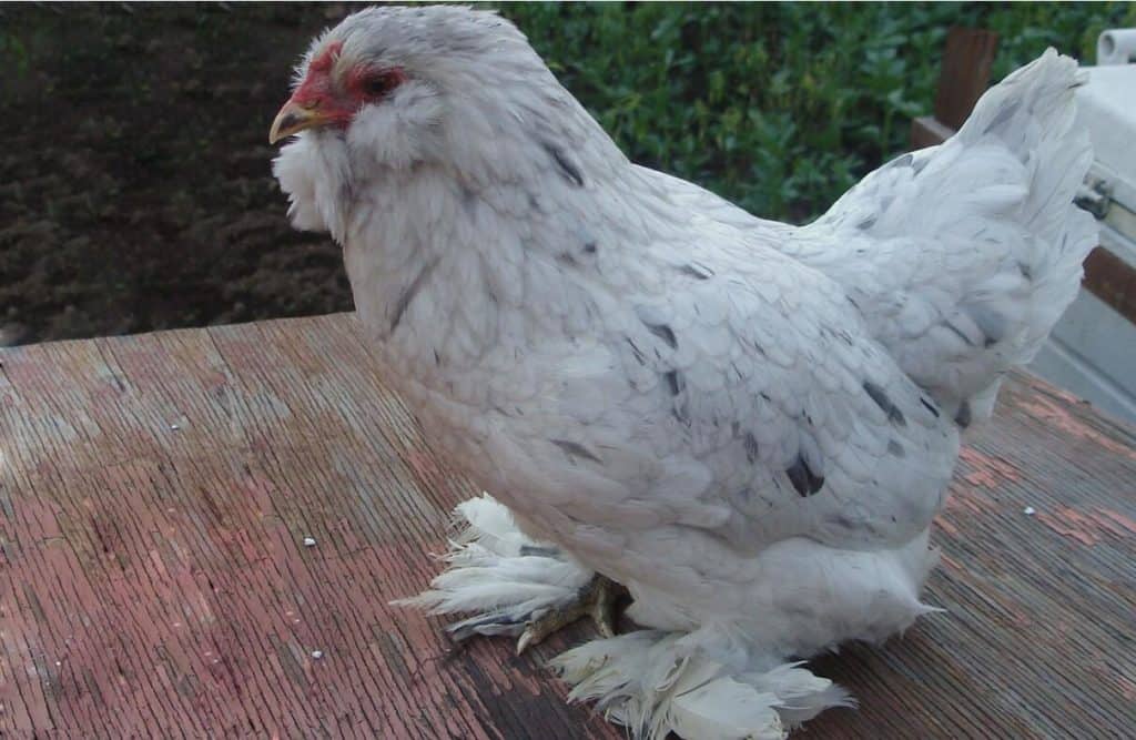 top-4-chicken-breeds-to-raise-for-blue-eggs-with-pictures