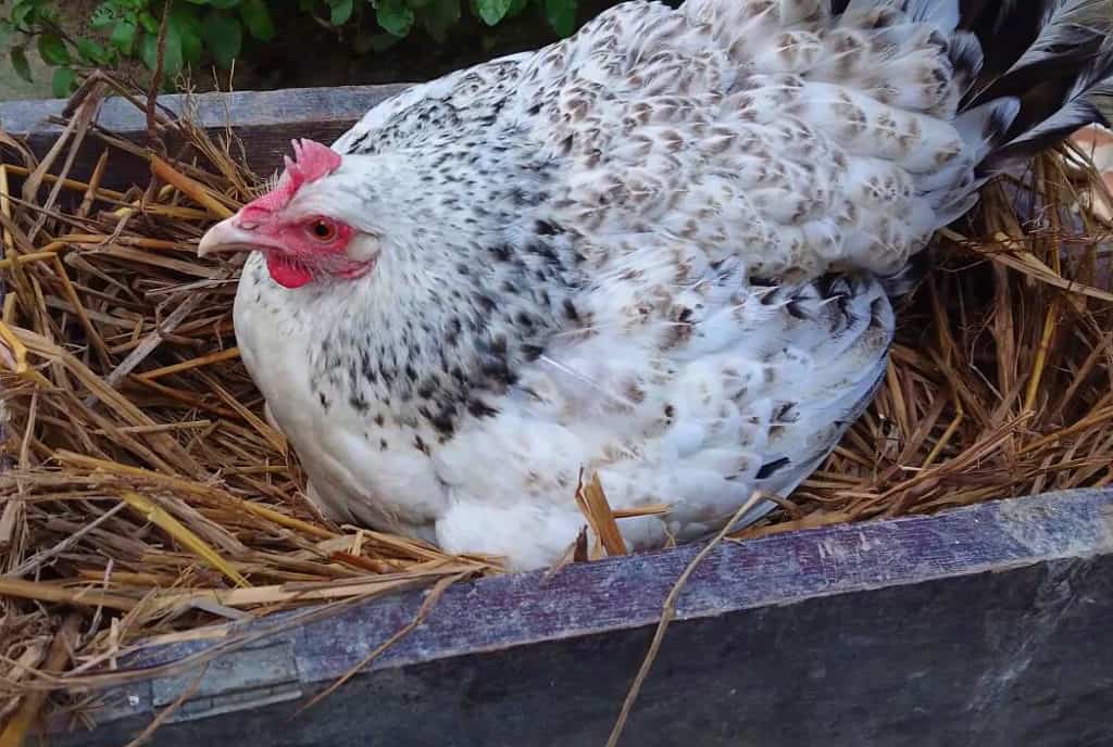 chicken brooding
