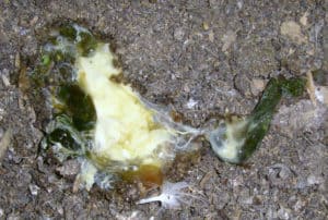 Chicken Diarrhea: Causes, Treatment and Care