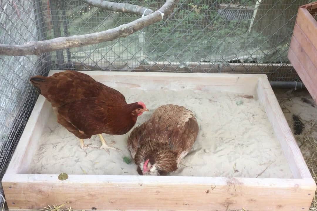 chicken dirt bath