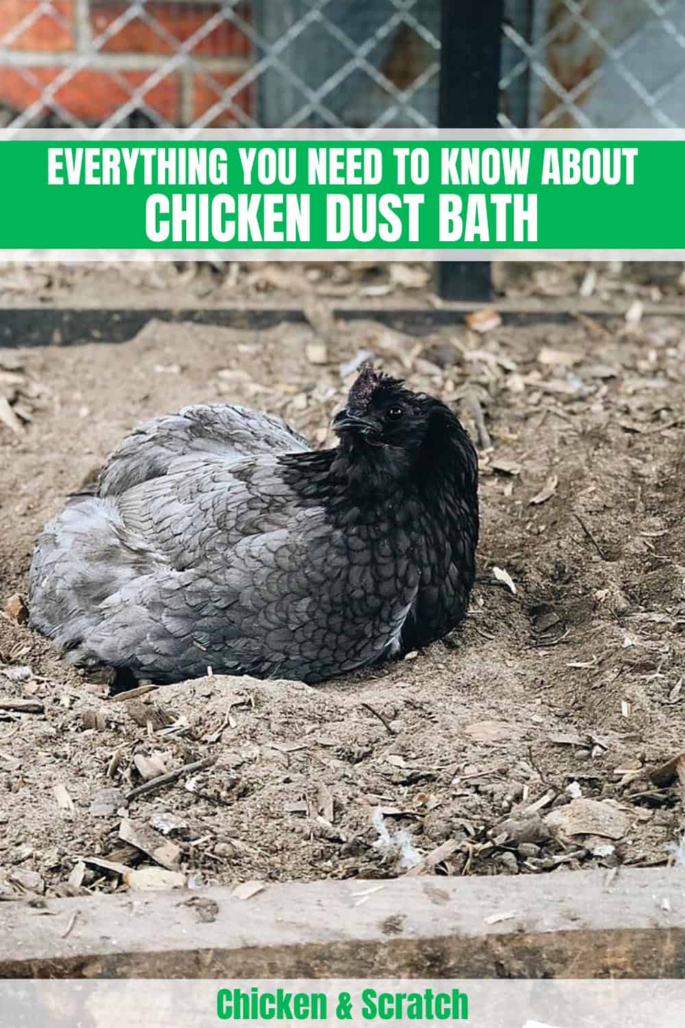 chicken dust bathing