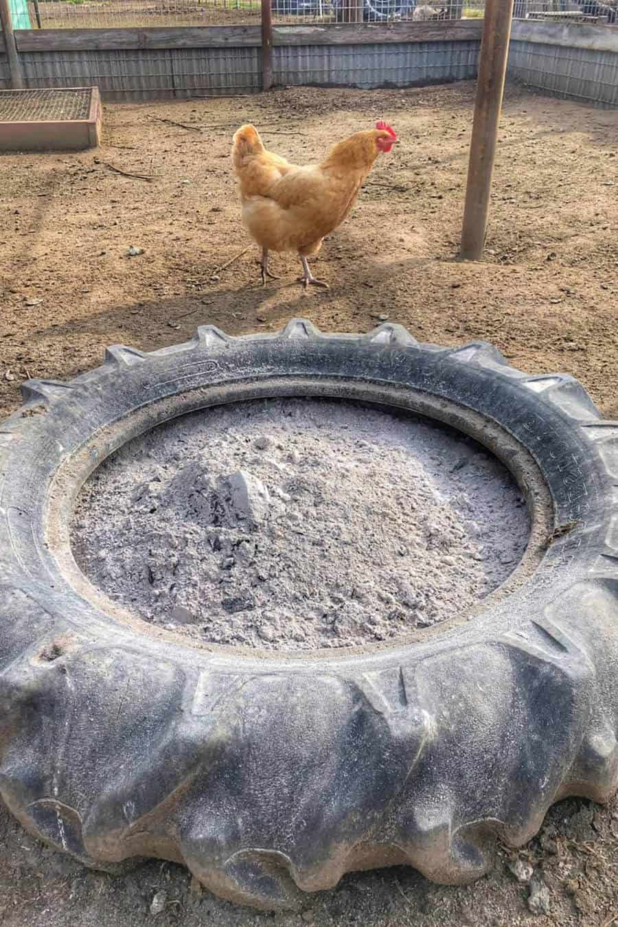 chicken dust