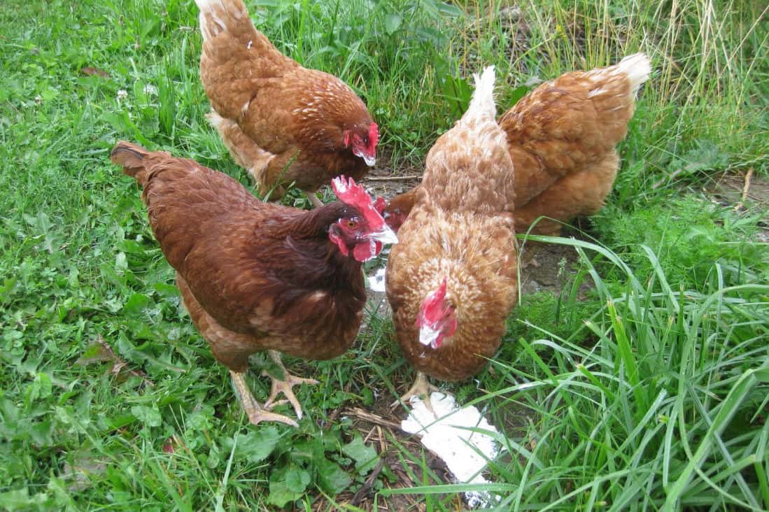 鶏はヨーグルトを食べる