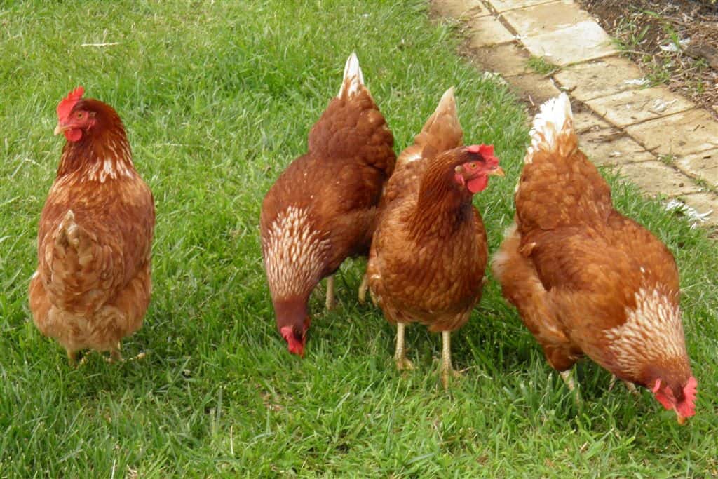 chicken eggs production