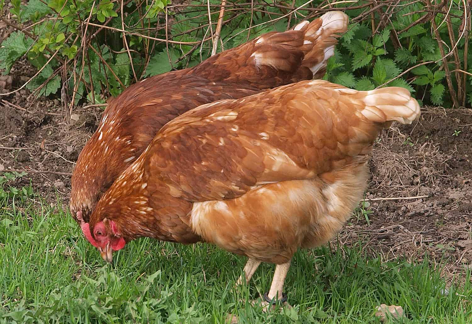 how-to-help-a-sick-chicken