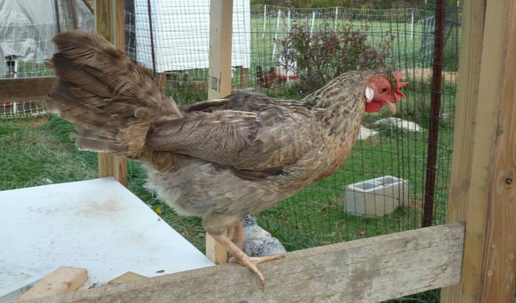 chicken laying blue eggs