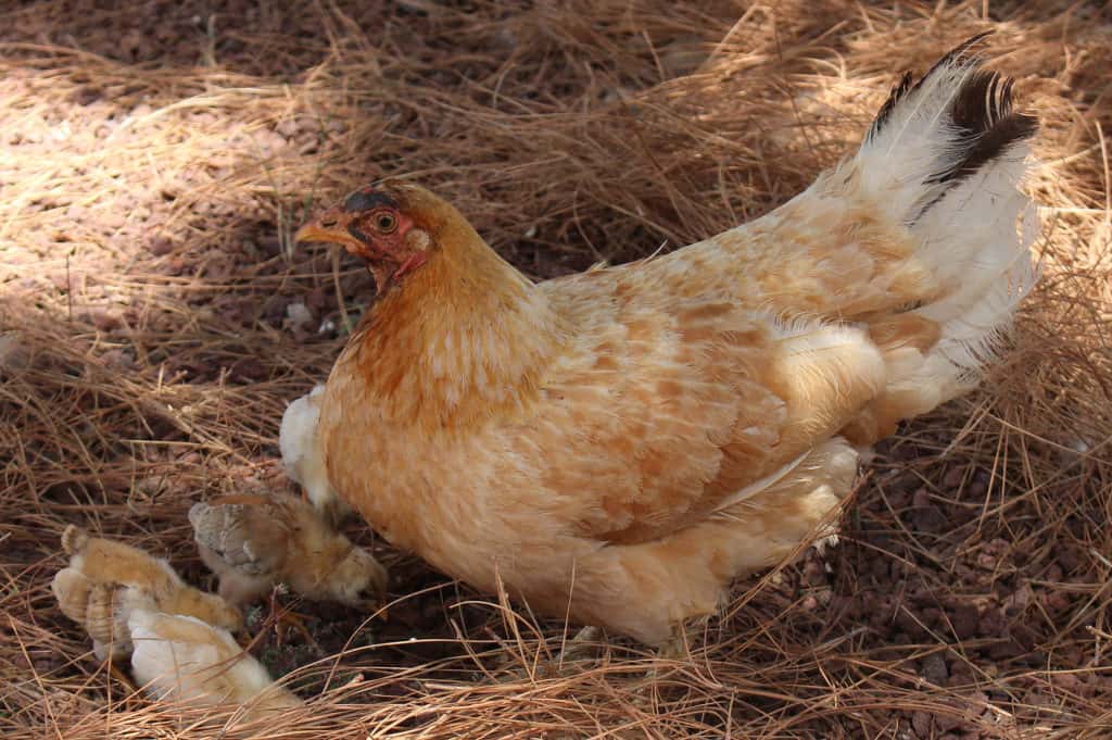 ciclo de vida del pollo