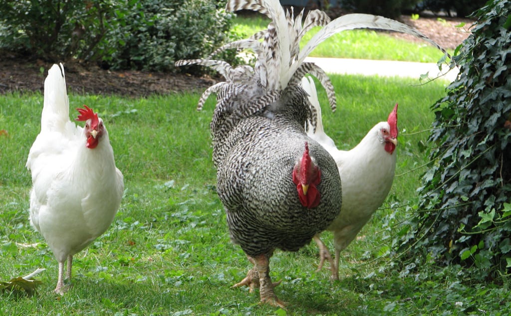 How Long Do chickens Live: Factors That Impact Lifespan