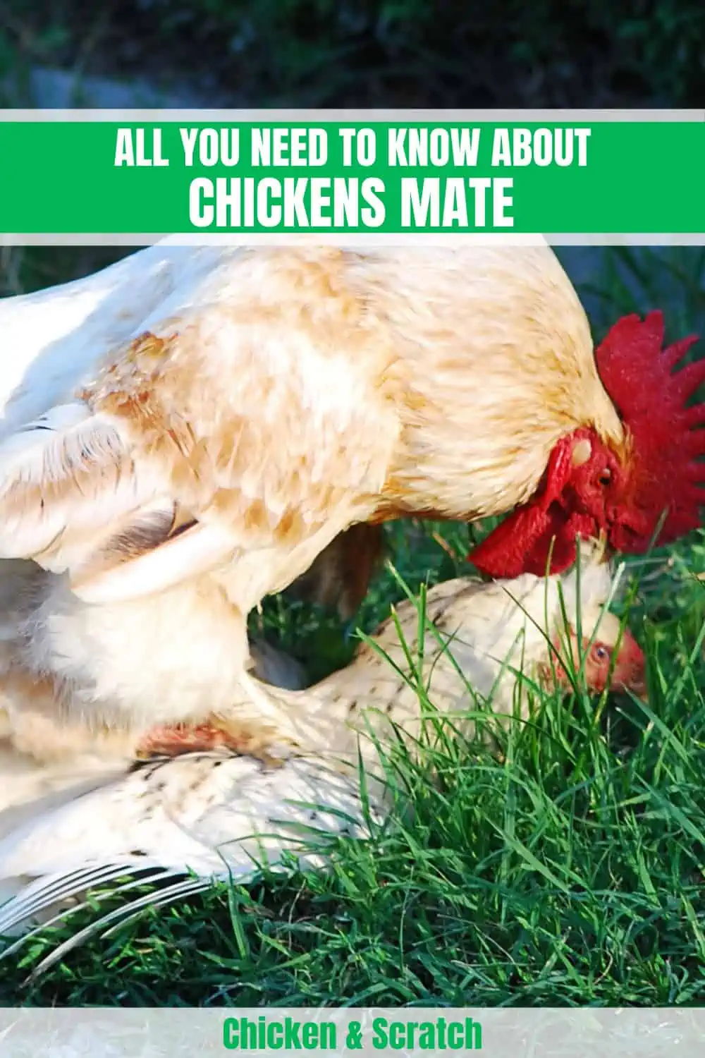 chickens mating process