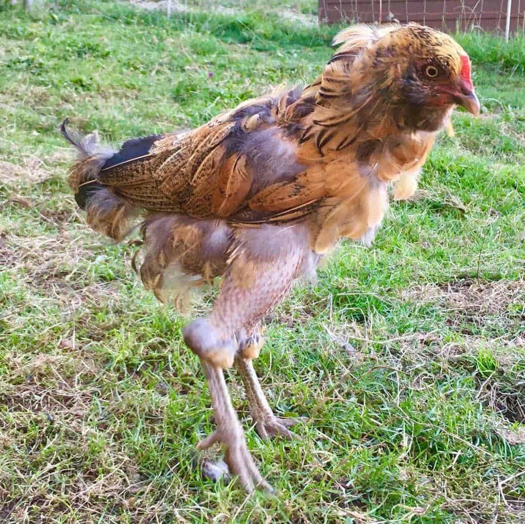 chicken molting