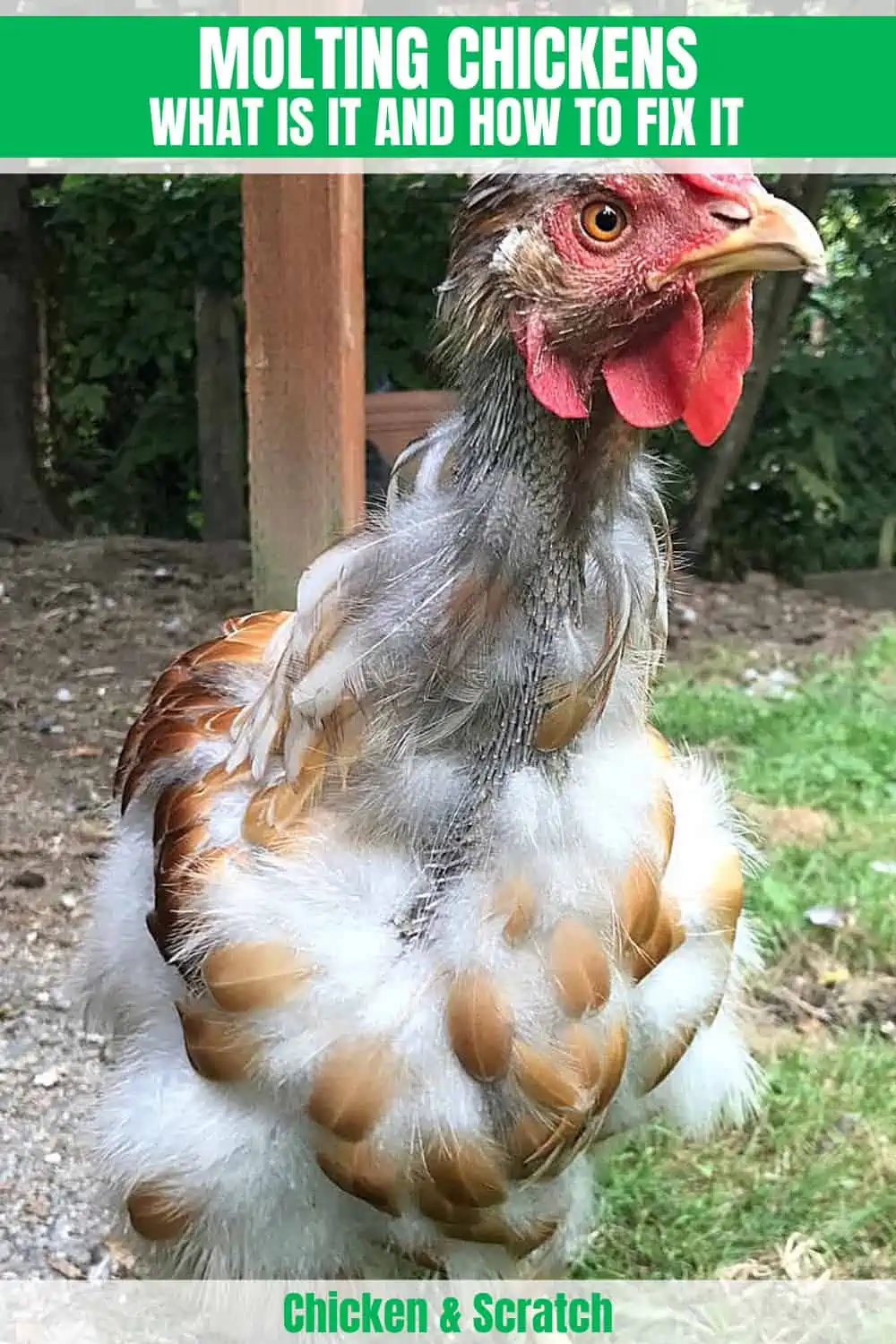 chicken-molt