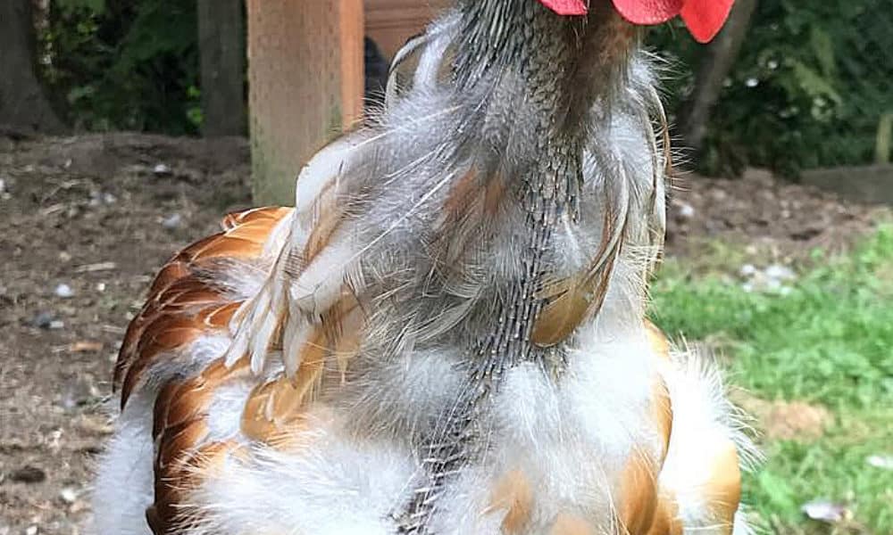 chicken molting