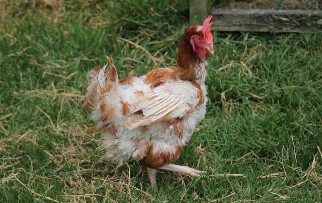 8 Main Reasons Why Chickens Stop Laying Eggs