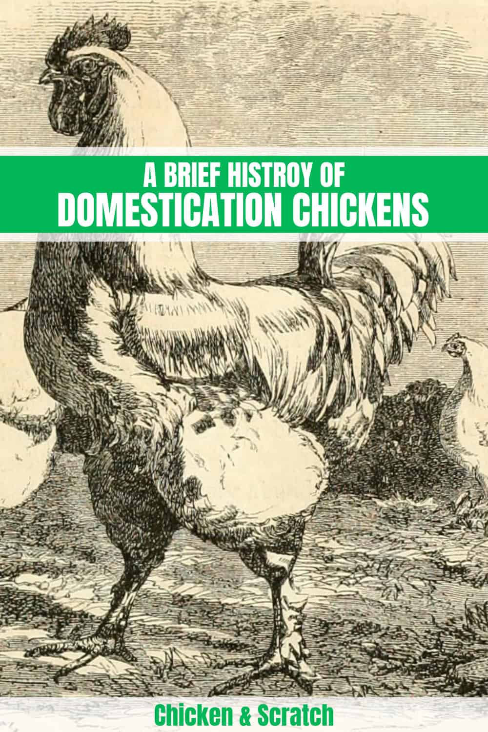 chicken origins