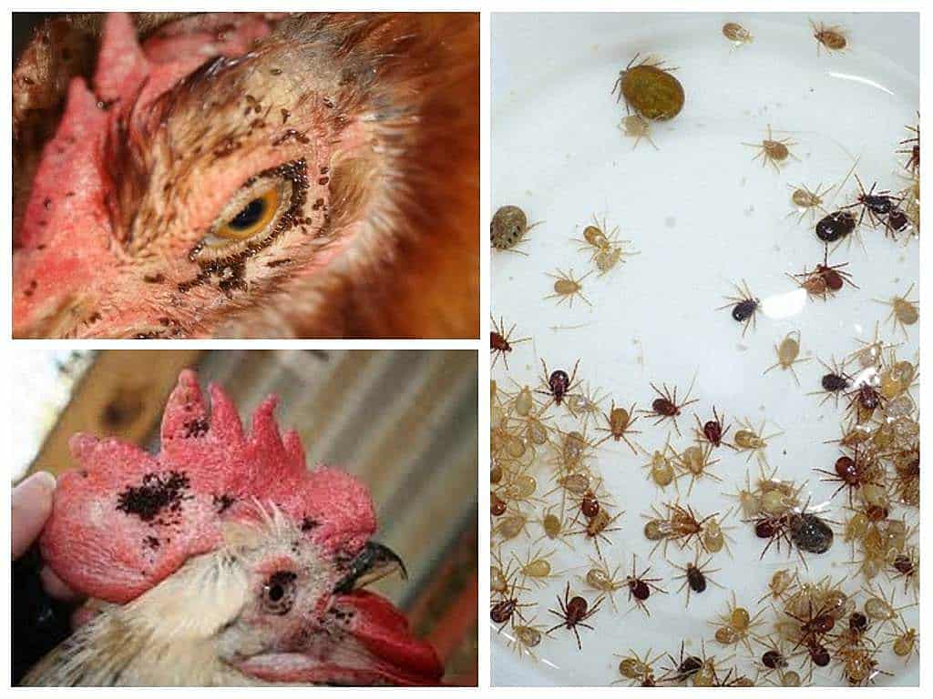 chicken parasite