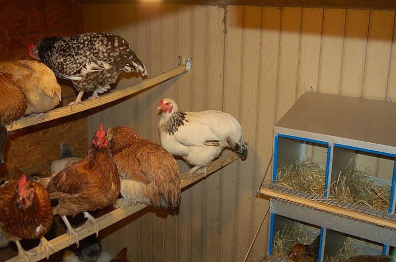  Chicken Roosts Why It s Important to Your Hens