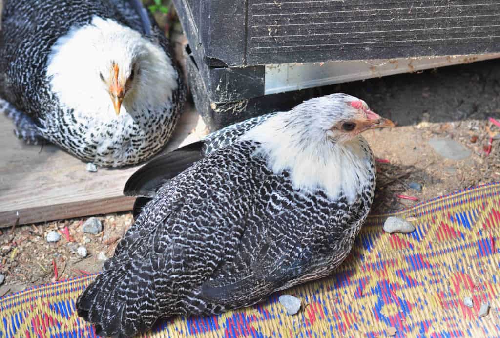 chicken pullet