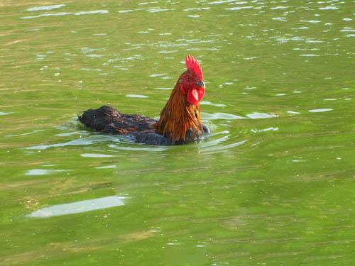 Can rooster Swim